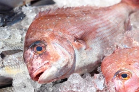 南知多産　活〆天然真鯛 （~14：00までの限定販売、即発送！）