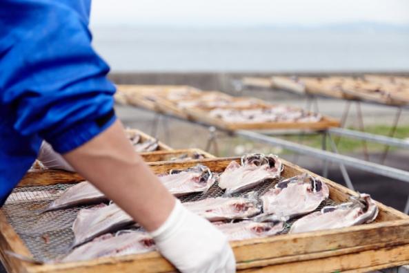 自家製 アジ 3枚