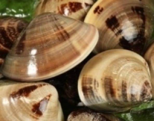 活はまぐり　（~14：00までの注文で当日発送！）