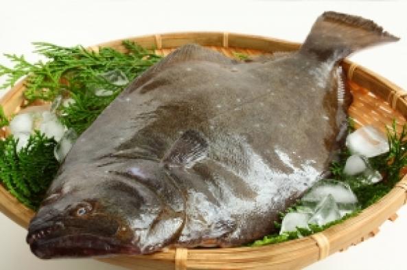 南知多産　ひらめ　~14：00までの限定販売、即発送！）