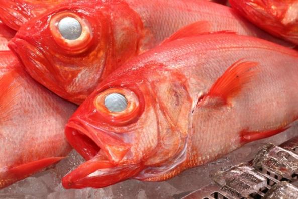 三河湾産　金目鯛　１匹（~14：00までの限定販売、即発送！）