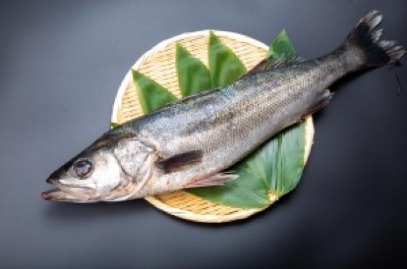 南知多産　すずき（~14：00までの限定販売、即発送！）