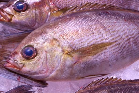 南知多産 いさき1尾（~14：00までの限定販売、即発送！）