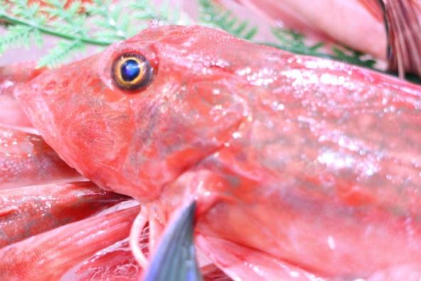 南知多産　ほうぼう１尾（~14：00までの限定販売、即発送！）