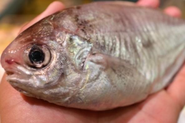 南知多産　豆鯛（~14：00までの限定販売、即発送！）