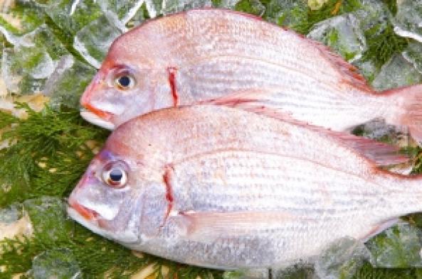 南知多産　ち鯛 1尾(~14：00までの限定販売、即発送！）