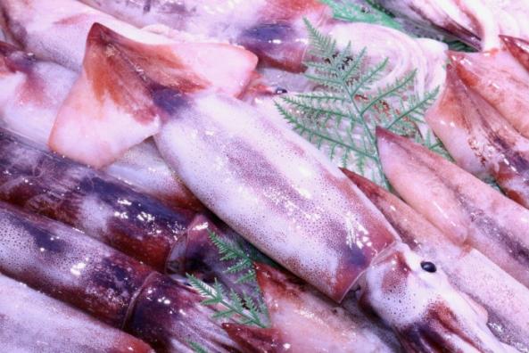 南知多産　生するめいか（~14：00までの限定販売、即発送！）