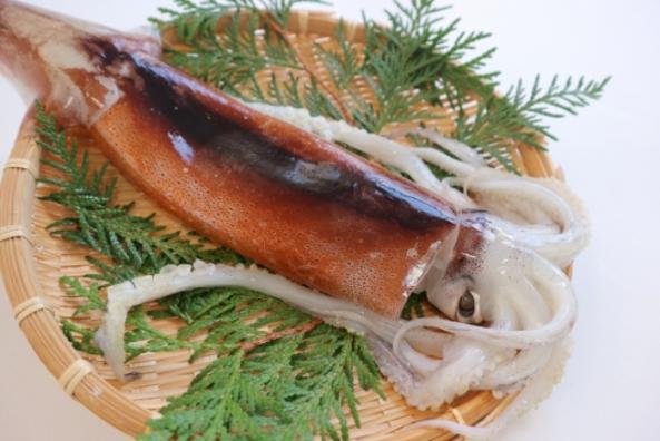 南知多産　生するめいか（~14：00までの限定販売、即発送！）