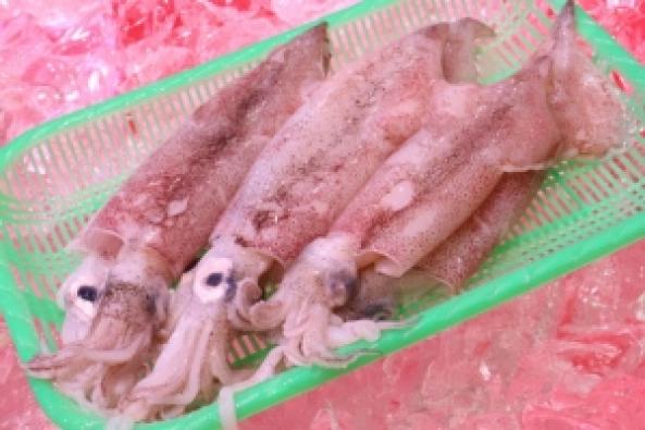 南知多産　ヤリイカ（~14：00までの限定販売、即発送！）