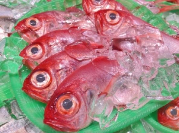 三河湾産　金目鯛　1盛（~14：00までの限定販売、即発送！）