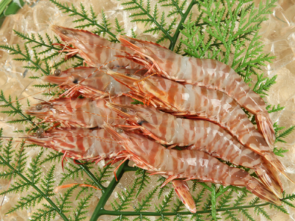 天然エビ（大）8尾