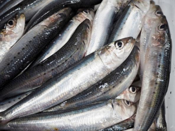 しこの露　いわし魚醤