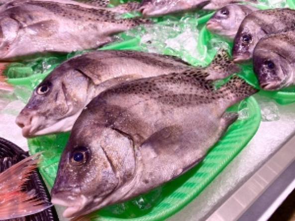 南知多産　コショウ鯛かご盛り（~14：00までの限定販売、即発送！）