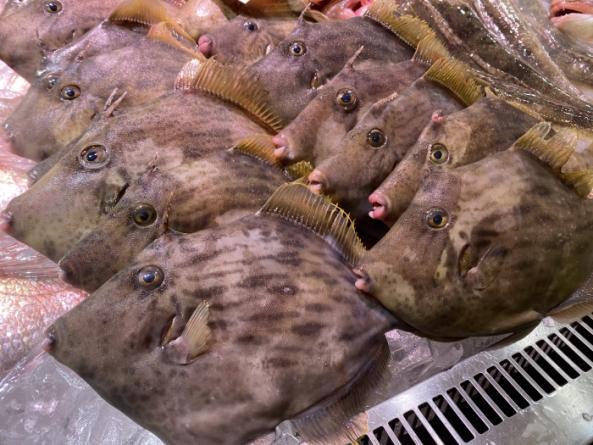 南知多産　活〆カワハギ（~14：00までの限定販売、即発送！）