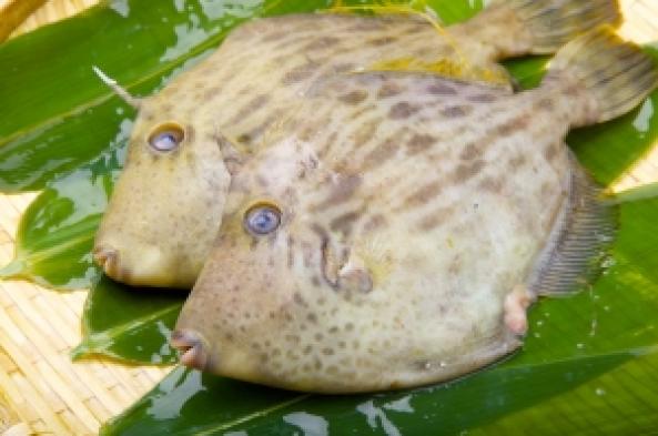 南知多産　活〆カワハギ（~14：00までの限定販売、即発送！）