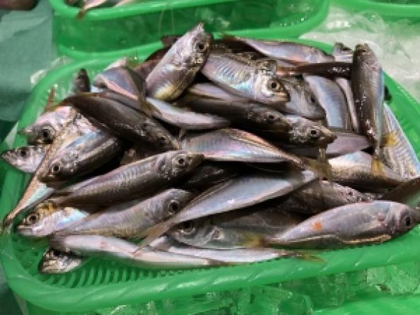 南知多産　豆あじ1かご　(~14：00までの限定販売、即発送！）