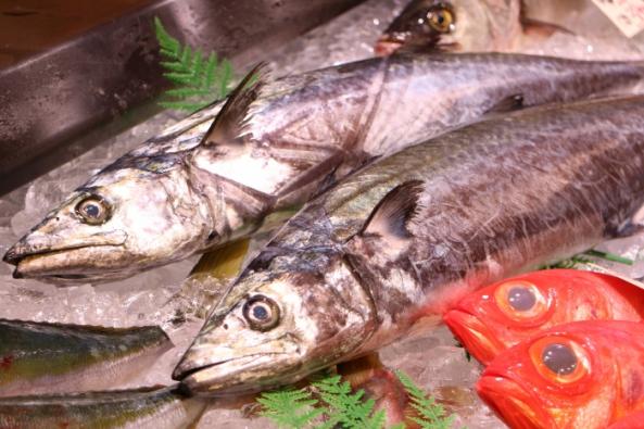 南知多産　サワラ1尾（~14：00までの限定販売、即発送！）