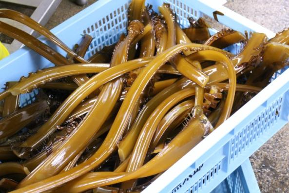 南知多産　茎わかめ　1袋