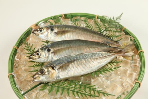 南知多産　真アジ1尾　(~14：00までの限定販売、即発送！）