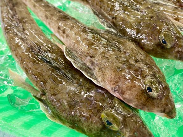 南知多産　メゴチ
