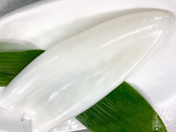 南知多産 アオリイカ1杯
