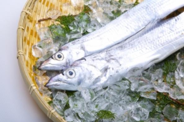 南知多産　太刀魚（~14：00までの限定販売、即発送！）