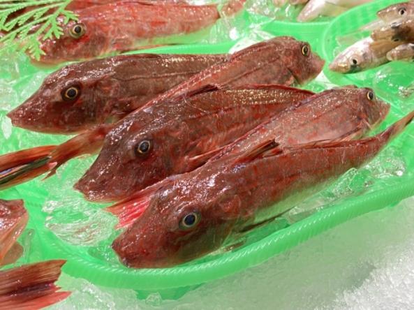 南知多産　小ほうぼう１籠（~14：00までの限定販売、即発送！）