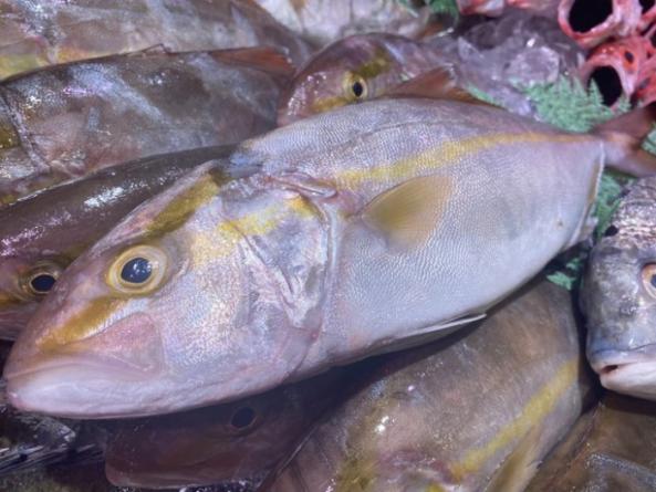 南知多産　シオ（カンパチの子）1尾