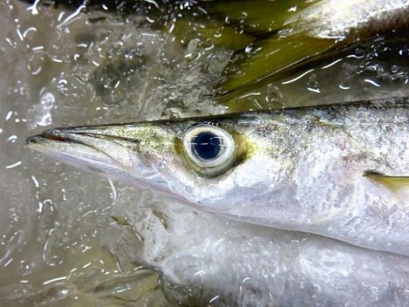 南知多産 小カマスかご盛り