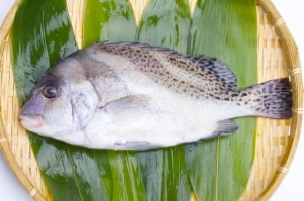 南知多産　活〆コショウ鯛1尾