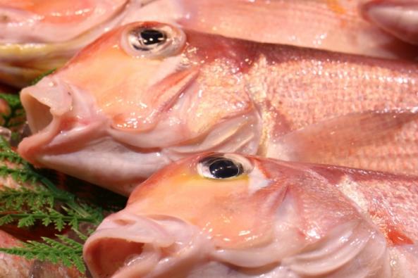 南知多産　甘鯛1尾（~14：00までの限定販売、即発送！）