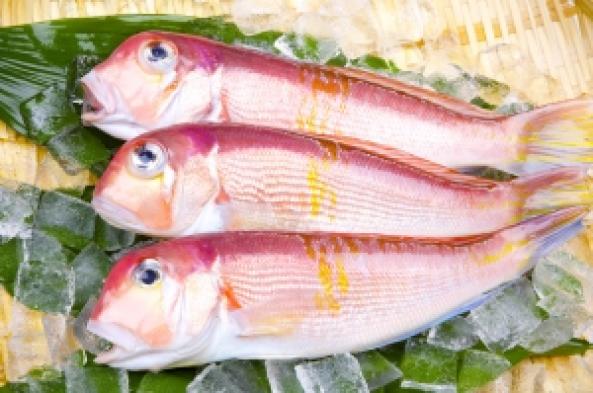南知多産　甘鯛1尾（~14：00までの限定販売、即発送！）