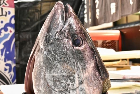 まぐろ頭肉炙り 柵