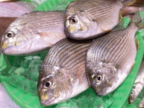 南知多産まなじ1かご　~14：00までの限定販売、即発送！）