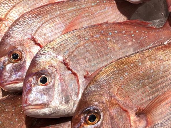 南知多産 天然鯛1尾(煮焼きに)(~14:00までの限定販売、即発送!)