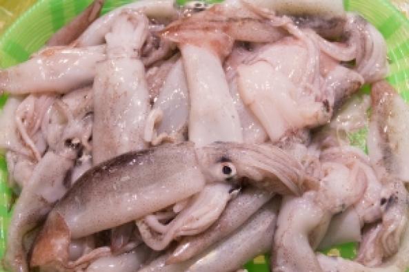 南知多産　子するめいか（~14：00までの限定販売、即発送！）