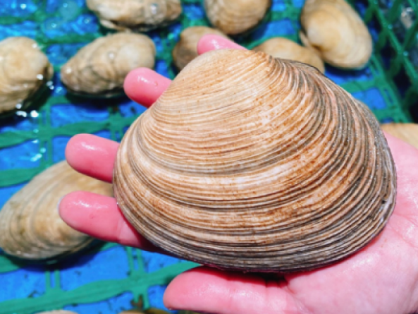 ★注意【1個】南知多産 活大アサリ(~14:00までの注文で当日発送!)価格高騰の為ごめんなさい