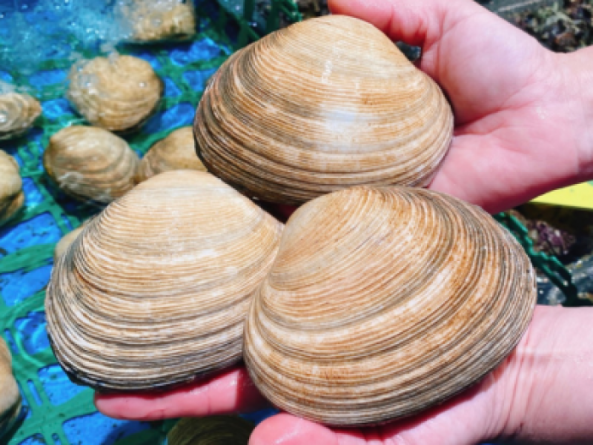 ★注意【1個】南知多産　活大アサリ（~14：00までの注文で当日発送！）価格高騰の為ごめんなさい