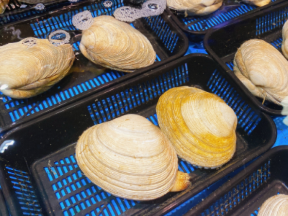 南知多産　活大アサリ【大きめサイズ２個】（~14：00までの注文で当日発送！）