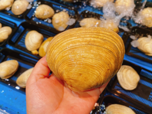 南知多産　活大アサリ【大きめサイズ２個】（~14：00までの注文で当日発送！）