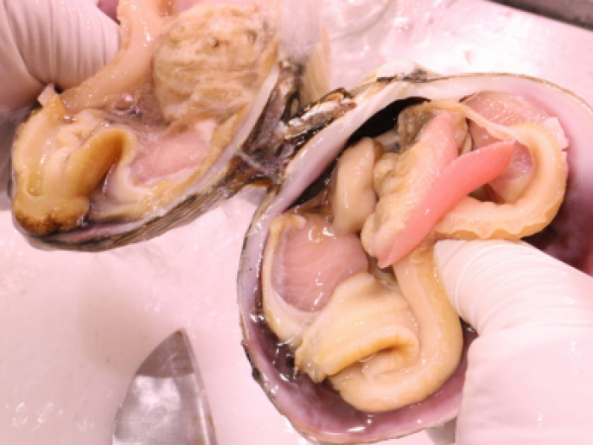 南知多産　活大アサリ【大きめサイズ２個】（~14：00までの注文で当日発送！）